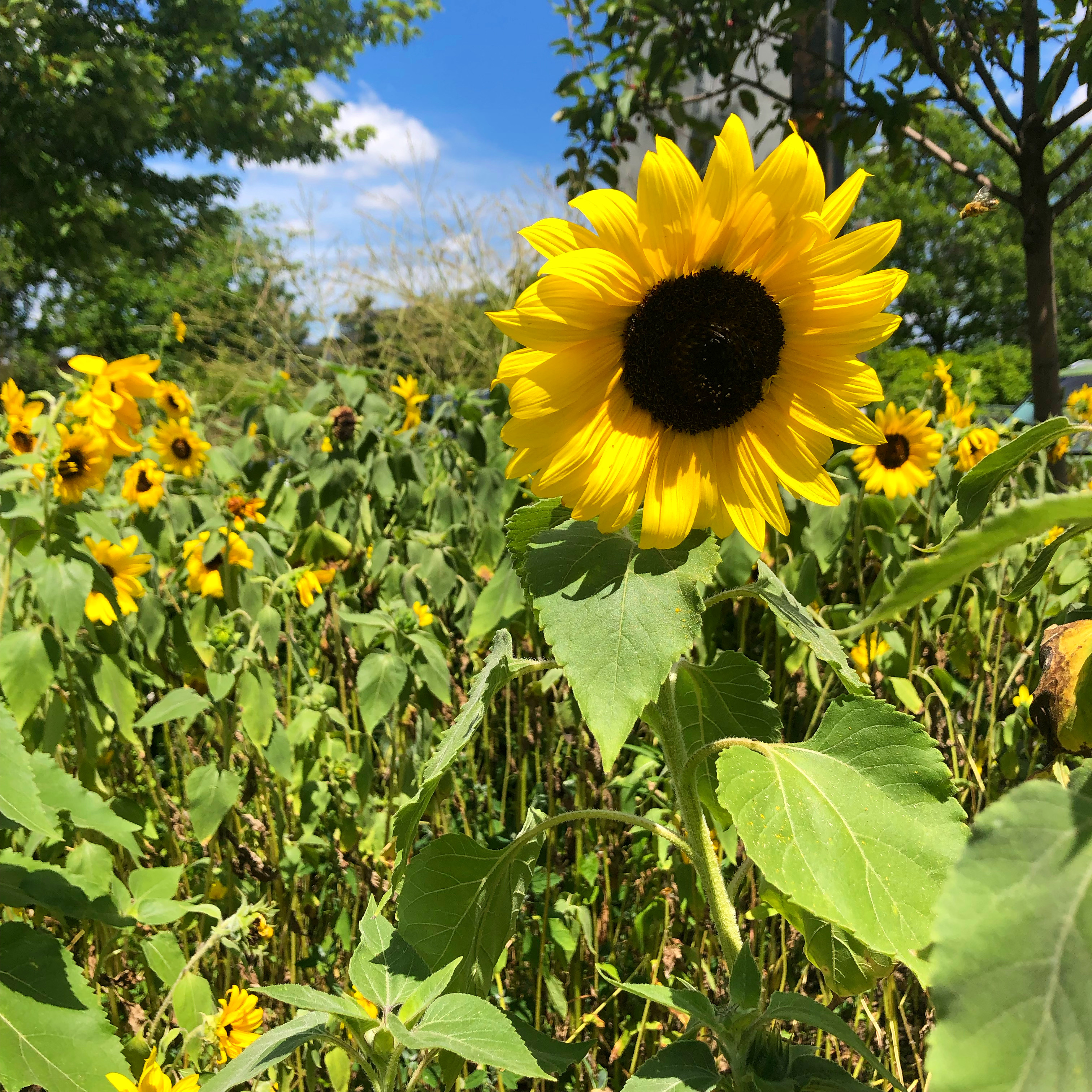 The Sunflower and The Cashier